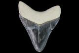 Serrated, Fossil Megalodon Tooth - Bone Valley, Florida #114137-1